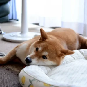 ペットを飼っている